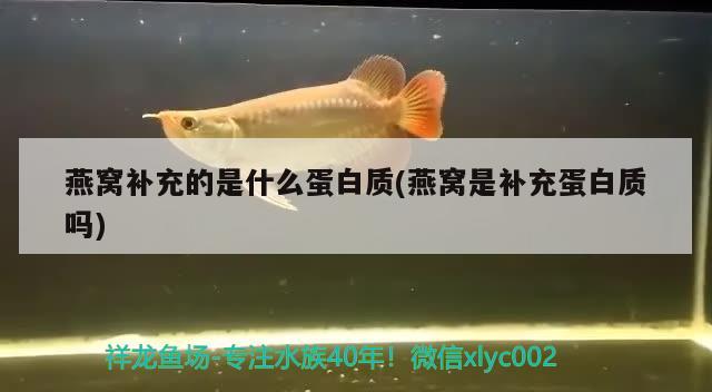 燕窩補充的是什么蛋白質(zhì)(燕窩是補充蛋白質(zhì)嗎) 馬來西亞燕窩