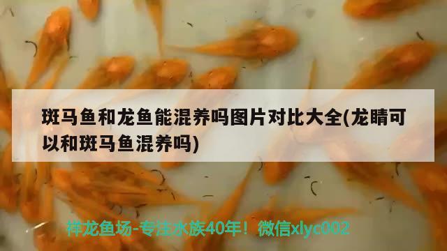 斑馬魚和龍魚能混養(yǎng)嗎圖片對(duì)比大全(龍睛可以和斑馬魚混養(yǎng)嗎) 三間鼠魚