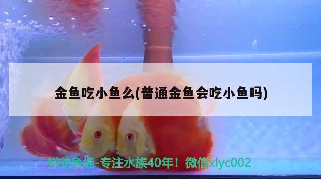 金魚吃小魚么(普通金魚會吃小魚嗎) 黃金夢幻雷龍魚