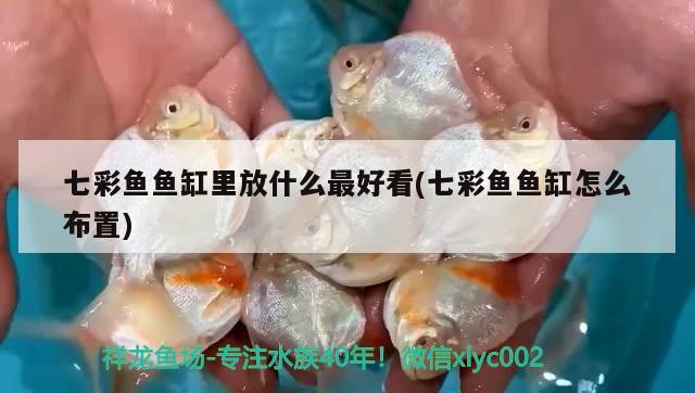 七彩魚魚缸里放什么最好看(七彩魚魚缸怎么布置) 虎魚百科