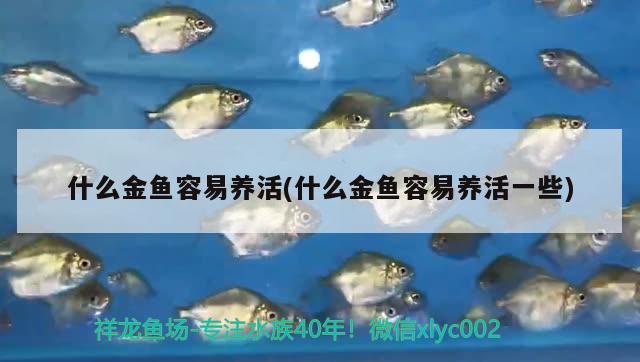 什么金魚容易養(yǎng)活(什么金魚容易養(yǎng)活一些)