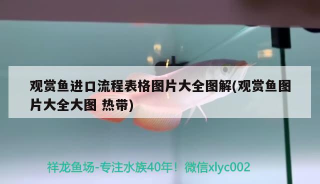 觀賞魚(yú)進(jìn)口流程表格圖片大全圖解(觀賞魚(yú)圖片大全大圖熱帶) 觀賞魚(yú)進(jìn)出口