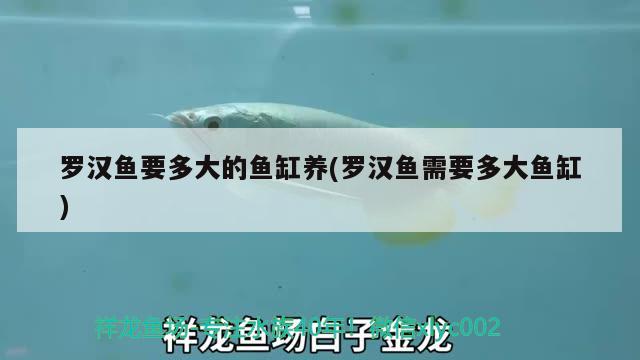 羅漢魚要多大的魚缸養(yǎng)(羅漢魚需要多大魚缸)