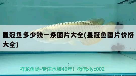 皇冠魚多少錢一條圖片大全(皇冠魚圖片價(jià)格大全) 小型觀賞魚