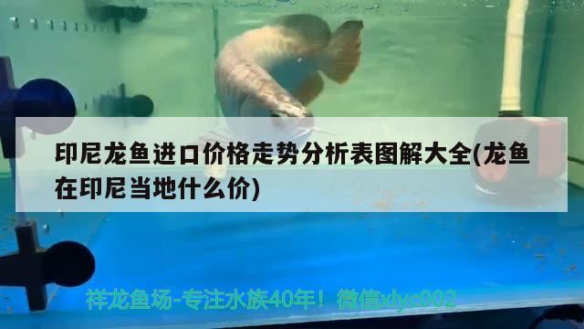 印尼龍魚進口價格走勢分析表圖解大全(龍魚在印尼當(dāng)?shù)厥裁磧r) 觀賞魚進出口