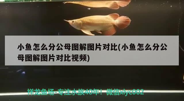 小魚怎么分公母圖解圖片對(duì)比(小魚怎么分公母圖解圖片對(duì)比視頻) 三色錦鯉魚