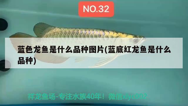 藍(lán)色龍魚是什么品種圖片(藍(lán)底紅龍魚是什么品種)