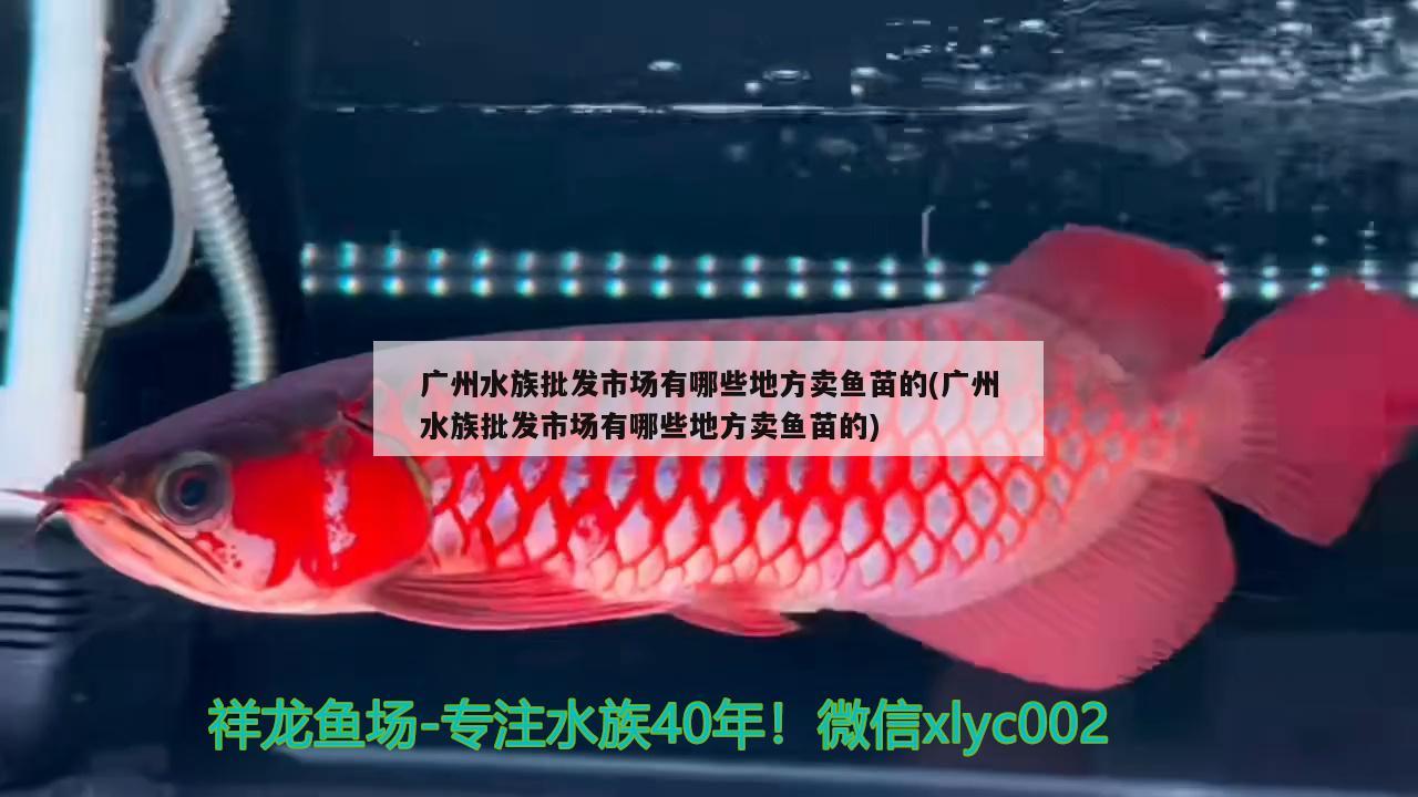 廣州水族批發(fā)市場(chǎng)有哪些地方賣(mài)魚(yú)苗的(廣州水族批發(fā)市場(chǎng)有哪些地方賣(mài)魚(yú)苗的) 觀賞魚(yú)水族批發(fā)市場(chǎng)