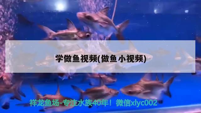 學(xué)做魚視頻(做魚小視頻) 廣州觀賞魚批發(fā)市場