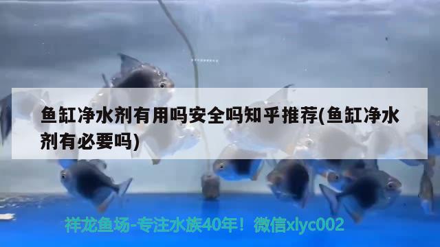 魚缸凈水劑有用嗎安全嗎知乎推薦(魚缸凈水劑有必要嗎) 魟魚百科