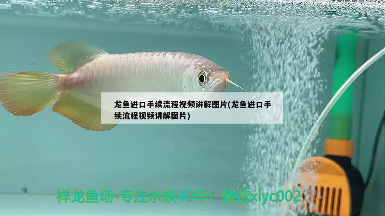 龍魚進(jìn)口手續(xù)流程視頻講解圖片(龍魚進(jìn)口手續(xù)流程視頻講解圖片)