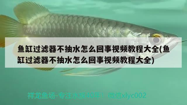 魚缸過濾器不抽水怎么回事視頻教程大全(魚缸過濾器不抽水怎么回事視頻教程大全) 白子紅龍魚