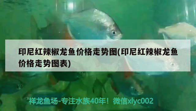 印尼紅辣椒龍魚價格走勢圖(印尼紅辣椒龍魚價格走勢圖表) 虎魚百科