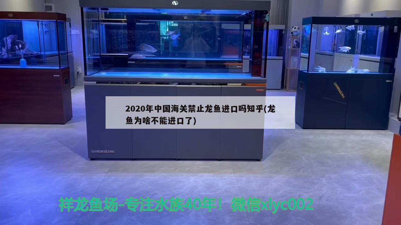 2020年中國海關(guān)禁止龍魚進口嗎知乎(龍魚為啥不能進口了) 觀賞魚進出口