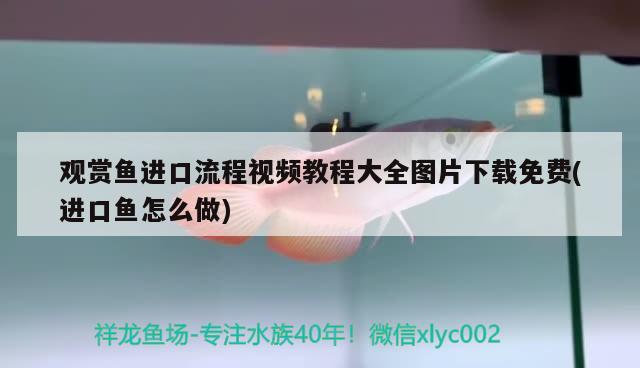 觀賞魚進口流程視頻教程大全圖片下載免費(進口魚怎么做) 觀賞魚進出口