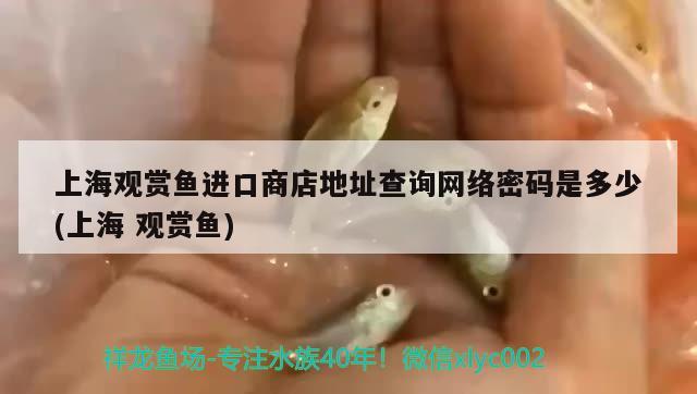 上海觀賞魚進口商店地址查詢網(wǎng)絡(luò)密碼是多少(上海觀賞魚) 觀賞魚進出口