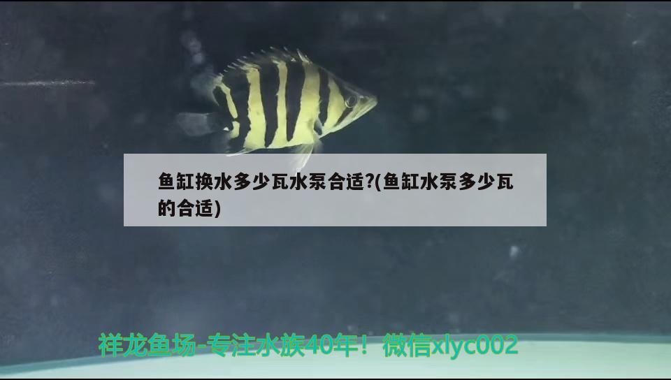 魚缸換水多少瓦水泵合適?(魚缸水泵多少瓦的合適)