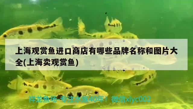 上海觀賞魚進口商店有哪些品牌名稱和圖片大全(上海賣觀賞魚) 觀賞魚進出口