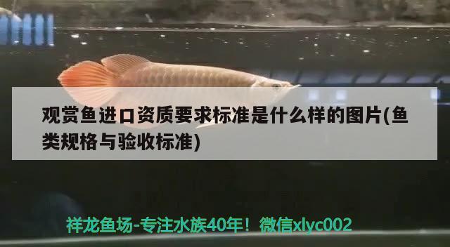 觀賞魚進(jìn)口資質(zhì)要求標(biāo)準(zhǔn)是什么樣的圖片(魚類規(guī)格與驗(yàn)收標(biāo)準(zhǔn)) 觀賞魚進(jìn)出口