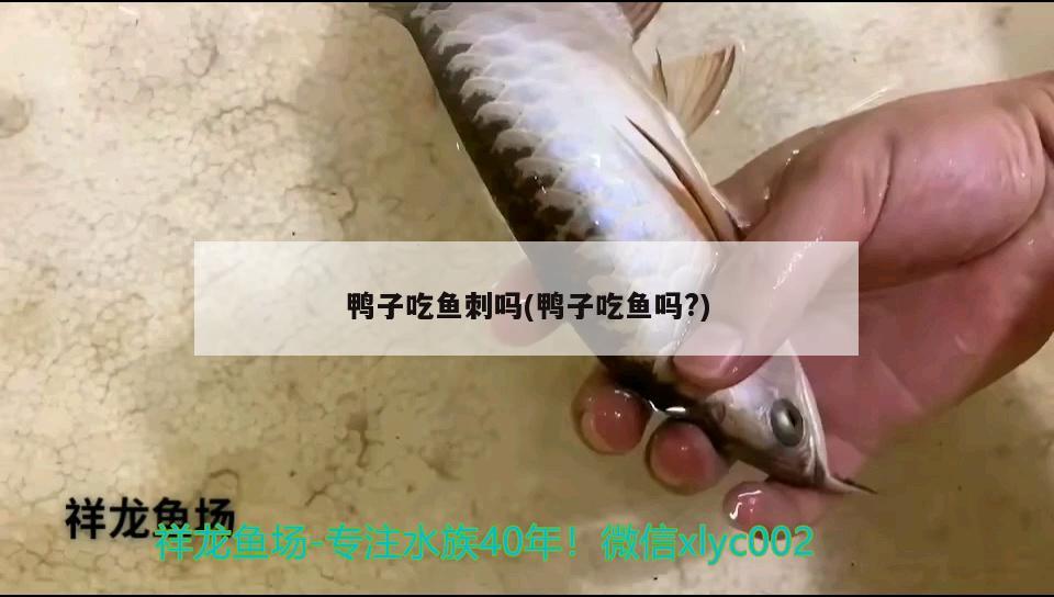 鴨子吃魚刺嗎(鴨子吃魚嗎？)