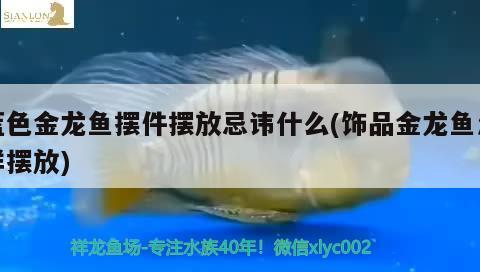 藍(lán)色金龍魚擺件擺放忌諱什么(飾品金龍魚怎樣擺放) 水族燈（魚缸燈）