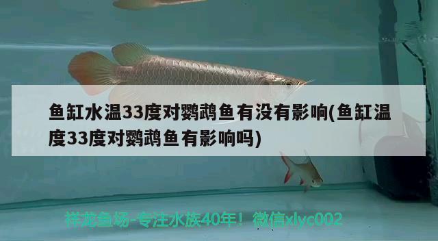 魚缸水溫33度對鸚鵡魚有沒有影響(魚缸溫度33度對鸚鵡魚有影響嗎) 鸚鵡魚