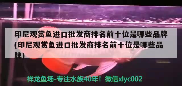 印尼觀賞魚進口批發(fā)商排名前十位是哪些品牌(印尼觀賞魚進口批發(fā)商排名前十位是哪些品牌) 觀賞魚進出口