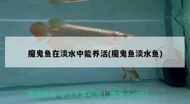 魔鬼魚在淡水中能養(yǎng)活(魔鬼魚淡水魚)