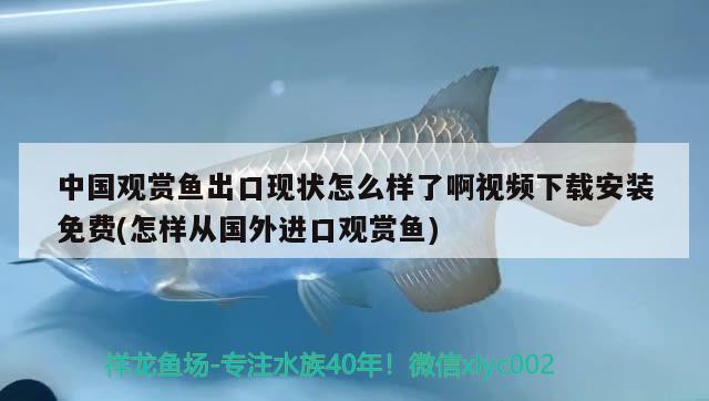 中國(guó)觀賞魚出口現(xiàn)狀怎么樣了啊視頻下載安裝免費(fèi)(怎樣從國(guó)外進(jìn)口觀賞魚) 觀賞魚進(jìn)出口