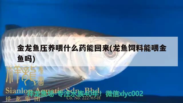 金龍魚壓養(yǎng)喂什么藥能回來(龍魚飼料能喂金魚嗎)