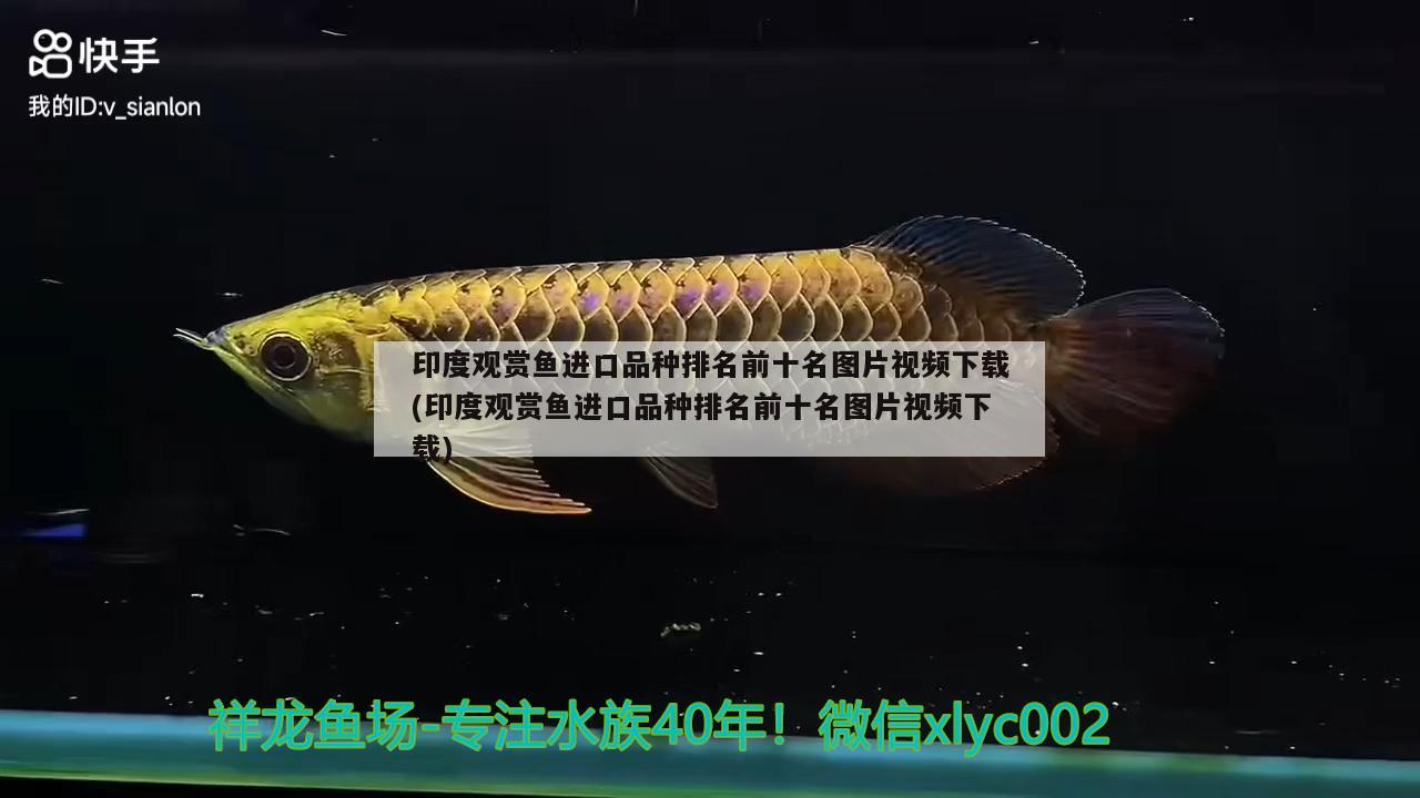 印度觀賞魚進(jìn)口品種排名前十名圖片視頻下載(印度觀賞魚進(jìn)口品種排名前十名圖片視頻下載) 觀賞魚進(jìn)出口