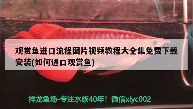 觀賞魚進口流程圖片視頻教程大全集免費下載安裝(如何進口觀賞魚) 觀賞魚進出口