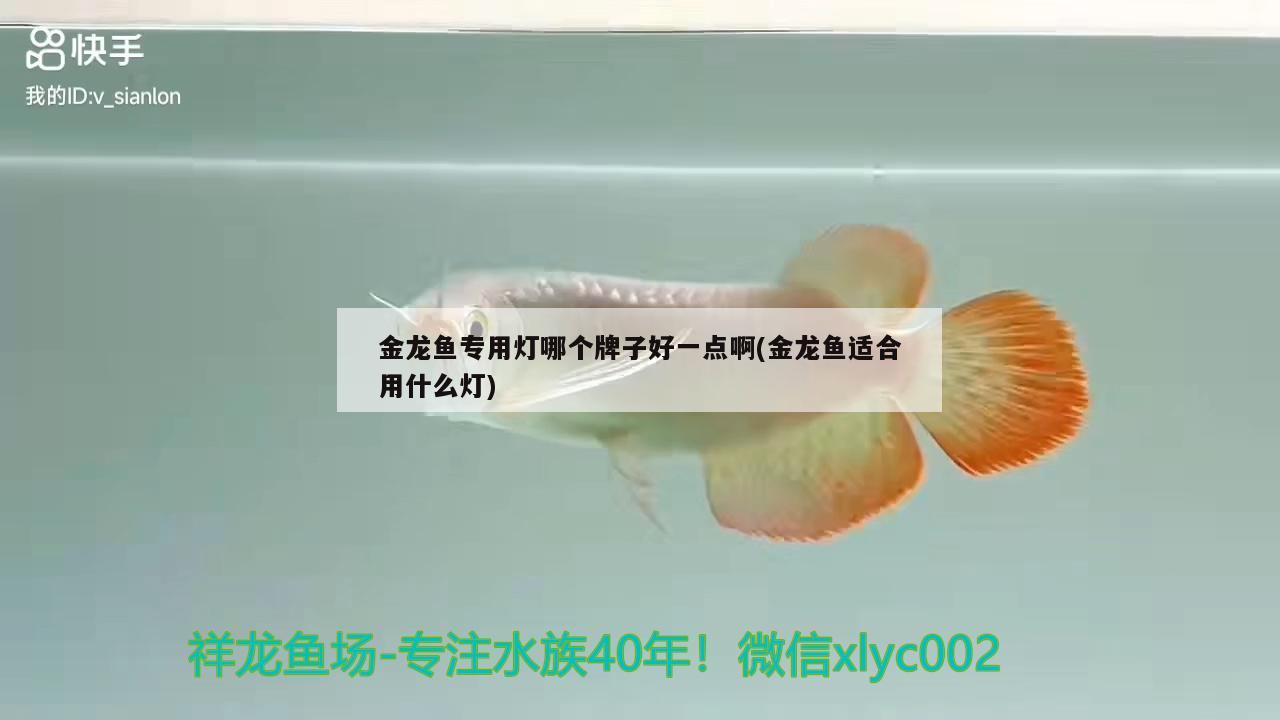 金龍魚(yú)專(zhuān)用燈哪個(gè)牌子好一點(diǎn)啊(金龍魚(yú)適合用什么燈) 大嘴鯨魚(yú)