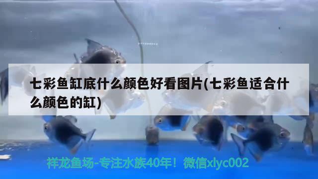 七彩魚缸底什么顏色好看圖片(七彩魚適合什么顏色的缸) 觀賞魚進出口