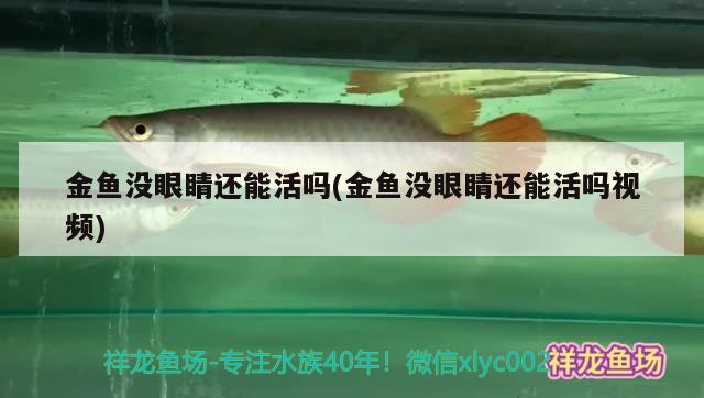 金魚沒眼睛還能活嗎(金魚沒眼睛還能活嗎視頻) 鸚鵡魚