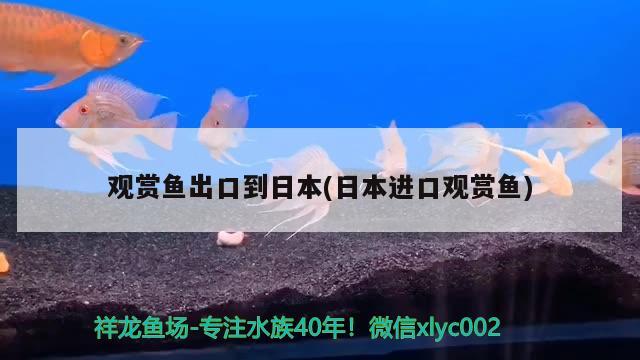 觀賞魚出口到日本(日本進(jìn)口觀賞魚) 觀賞魚進(jìn)出口