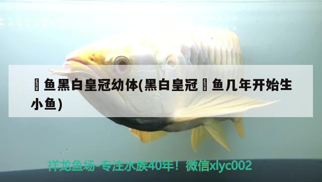 魟魚黑白皇冠幼體(黑白皇冠魟魚幾年開始生小魚) 女王大帆魚苗 第1張