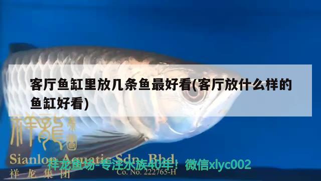 客廳魚缸里放幾條魚最好看(客廳放什么樣的魚缸好看)