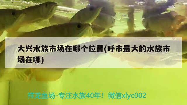 大興水族市場在哪個位置(呼市最大的水族市場在哪) 泰國虎魚