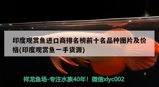 印度觀賞魚進口商排名榜前十名品種圖片及價格(印度觀賞魚一手貨源) 觀賞魚進出口