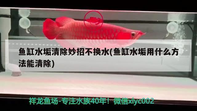 魚缸水垢清除妙招不換水(魚缸水垢用什么方法能清除) 委內(nèi)瑞拉奧里諾三間魚苗