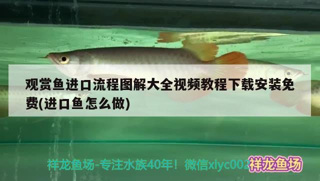 觀賞魚進口流程圖解大全視頻教程下載安裝免費(進口魚怎么做)