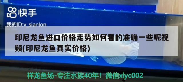 印尼龍魚進口價格走勢如何看的準確一些呢視頻(印尼龍魚真實價格) 觀賞魚進出口