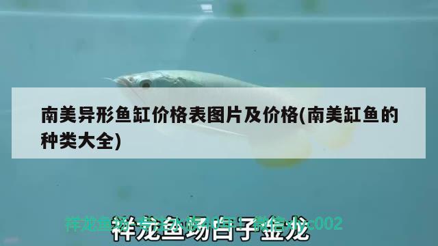 南美異形魚缸價格表圖片及價格(南美缸魚的種類大全) 蘇虎苗（蘇門答臘虎魚苗）