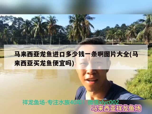 馬來西亞龍魚進(jìn)口多少錢一條啊圖片大全(馬來西亞買龍魚便宜嗎) 觀賞魚進(jìn)出口