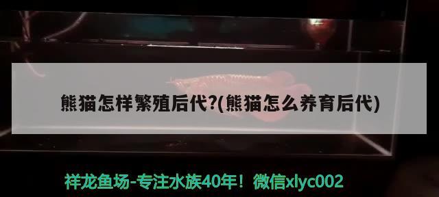 熊貓怎樣繁殖后代？(熊貓怎么養(yǎng)育后代) 全國水族館企業(yè)名錄