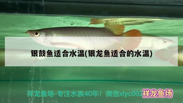 銀鼓魚適合水溫(銀龍魚適合的水溫)