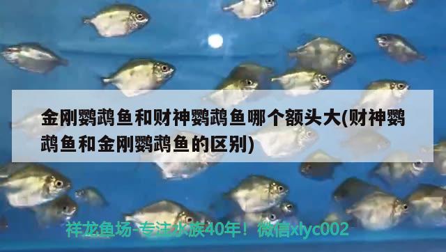 金剛鸚鵡魚(yú)和財(cái)神鸚鵡魚(yú)哪個(gè)額頭大(財(cái)神鸚鵡魚(yú)和金剛鸚鵡魚(yú)的區(qū)別) 鸚鵡魚(yú)