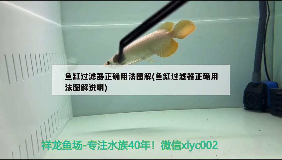 魚缸過濾器正確用法圖解(魚缸過濾器正確用法圖解說明)