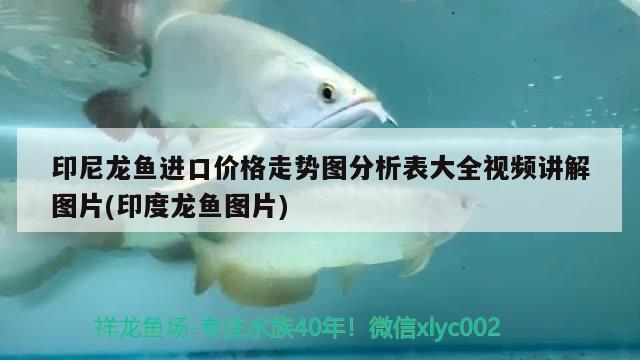 印尼龍魚進口價格走勢圖分析表大全視頻講解圖片(印度龍魚圖片) 觀賞魚進出口